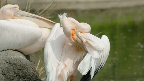 Gran-Pelícano-Blanco-Acicalándose-El-Plumaje-Junto-Al-Lago