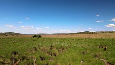 Kudu-Antilope-Im-Sommer-Grüne-Grasebenen