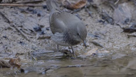 Fulchoki-Godawori-En-Katmandú-Es-El-Hogar-De-Aves-Raras-De-Nepal