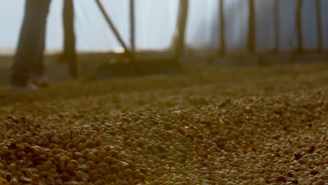 Drying-coffee-bean-with-patio-drying,-Low-Angle-view,-Slow-motion