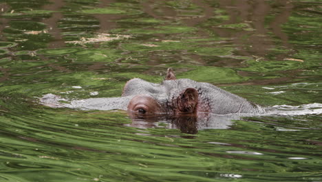 Hipopótamo-Emergiendo-Cabeza-Sobre-Un-Lago-De-Agua-Dulce.-Fotografía-De-Cerca