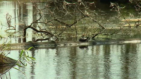 Tortuga-Cerca-De-Un-Estanque-En-El-Refugio-Nacional-De-Vida-Silvestre-De-Blackwater-En-Maryland---Plano-Amplio