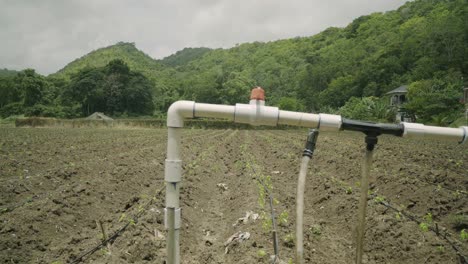 Buena-Foto-Del-Campo-De-Cultivo-De-Plantas-Y-Cultivo-De-Cultivos-Frescos-Y-Saludables