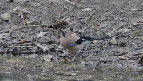 Rare-Birds-of-Nepal