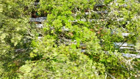 Aerial-shot-overhead-water-gutters-for-scientific-research-in-Celaneuve-Forest