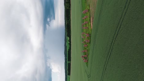 Ruinas-De-Un-Antiguo-Edificio-Que-Parece-Stonehenge,-Smiltene,-Letonia