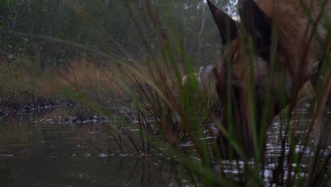 FPV-Low-Angle-watching-two-dogs-sniff-around-a-large-puddle-of-water