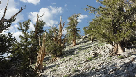 Drone-flies-over-the-white-mountain-forest-backward-captures-white-rock-land-and-ancient-trees,-Bristlecone-Pine-Forest,-California,-United-States