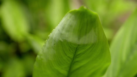 Araru-or-Arrowroot-Plant