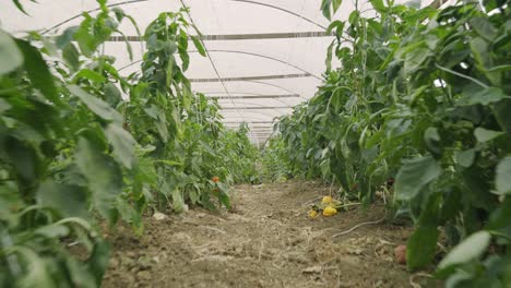 Disparo-En-Movimiento-Caminando-Entre-Plantas-De-Pimiento-Rojo-Picante-Colgando-De-Una-Planta-Cultivando-Y-Cultivando-Cultivos-Frescos-Y-Saludables