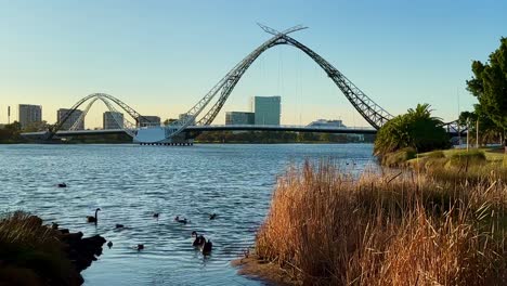 Black-Swans-on-Swan-River,-Perth-with-Matagarup-Bridge,-early-morning