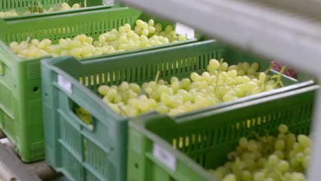 Crates-of-grapes-on-conveyor-belt,-Close-Up