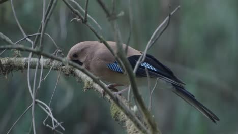 Aves-Raras-De-Nepal