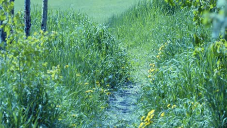 Nature:-Poplar-fluff-blows-in-breeze,-path-leads-to-green-grass-meadow