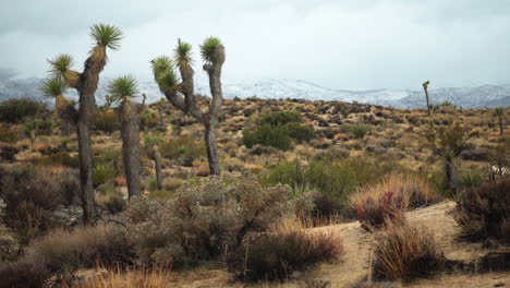 Una-Vista-Panorámica-Del-Parque-Nacional-Joshua-Tree-En-Invierno-Con-Montañas-Cubiertas-De-Nieve-Y-Plantas-De-Yuca