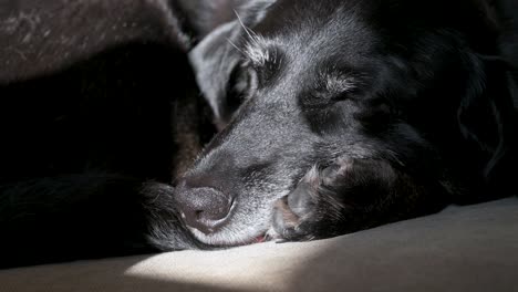 älterer-Schwarzer-Hund-Döst-Im-Sonnenlicht