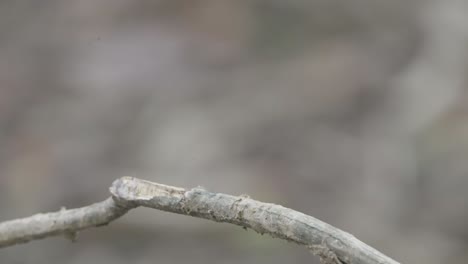 Rare-Birds-of-Nepal