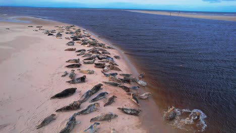 Viele-Süße-Robben-Sonnen-Sich-Und-Schwimmen-In-Der-Findhorn-Bay,-Moray,-Schottland