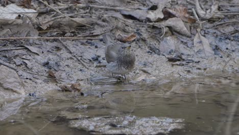 Fulchoki-Godawori-in-Kathmandu-is-home-to-rare-birds-from-Nepal