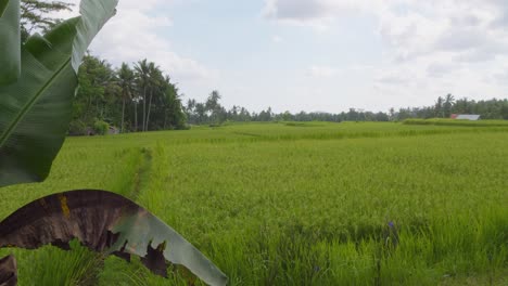 Una-Vista-Serena-De-Exuberantes-Campos-De-Arroz-Verdes-En-Bali,-Indonesia.