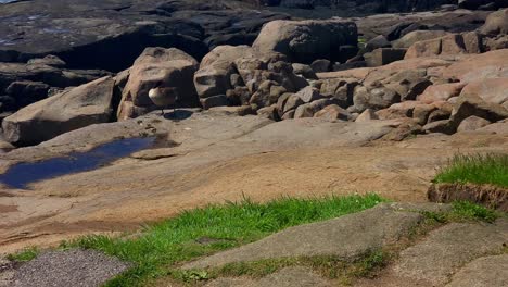 A-Canada-Goose-preens-himself-on-ocean-rocks-at-York,-Maine-harbor