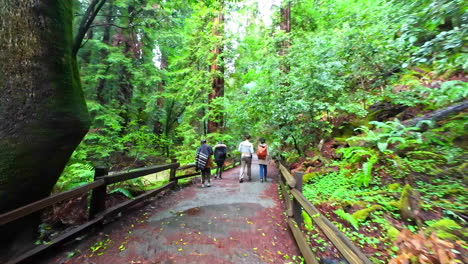 People-Walking-Along-a-Scenic-Path-in-Muir-Woods-National-Monument,-California