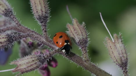 Lady-bug-wandering-around-on-flower-stalks