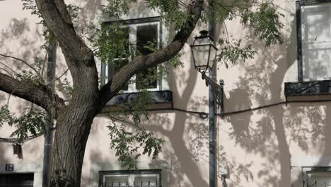 Árbol-De-La-Ciudad-De-Lisboa-Y-Sombras-Con-Una-Hermosa-Pared-De-Casa-De-Colores