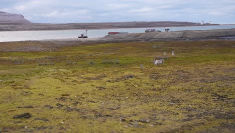 Svalbard-Reindeer-Grazing-in-Pasture-by-Old-Abandoned-Coal-Mine-Port-in-Ny-Alesund,-Norway