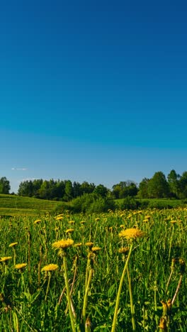 Vertical-video-of-dandelions-closing-up-as-the-sunset-comes