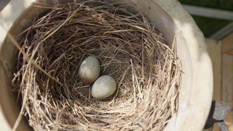 Bird-nest-with-eggs-in-a-protective-outdoor-setting