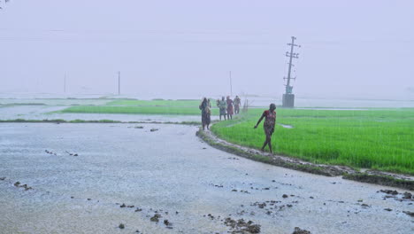 Bajo-La-Lluvia,-Agricultores-Indios-Caminando-Sobre-La-Cresta-Del-Campo-De-Arroz-Verde