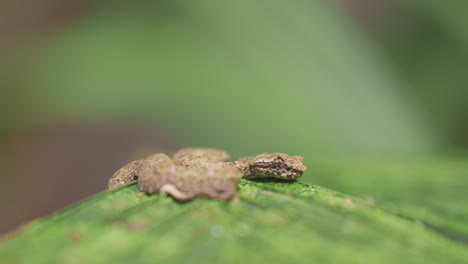 Close-up-of-snake-on-a-green-tree-leaf-in-a-tropical-rainforest-jungle-of-central-America