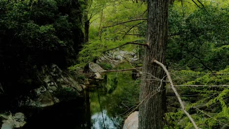 A-serene-water-stream-with-a-hiking-trail-running-through-a-dense,-green-forest,-highlighted-by-a-panning-drone-shot