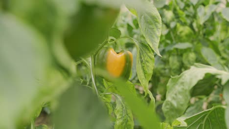 Moving-shot-of-bell-pepper-hanging-on-a-plant-farming-and-cultivation-of-fresh-healthy-crops