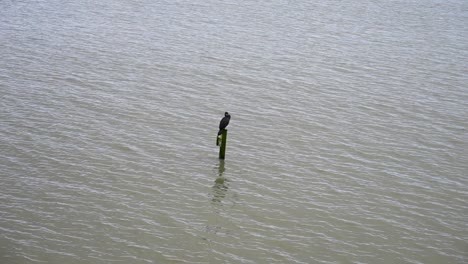 Pájaro-Cormorán-Negro-Posado-Sobre-Un-Palo-En-La-Bahía-De-Swansea,-Gales