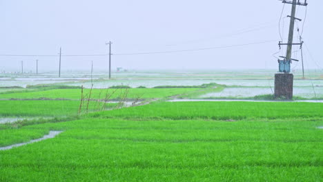 Plantas-De-Arroz-Jóvenes-Que-Crecen-En-El-Campo-Agrícola-En-La-Temporada-Del-Monzón