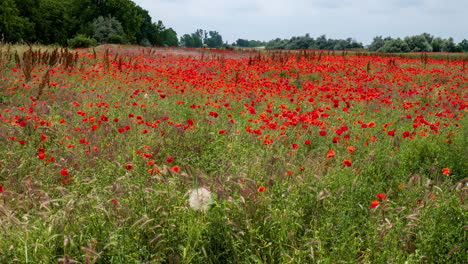 Campo-De-Amapola-En-La-Tierra-Rural,-Time-lapse