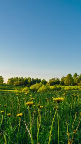 Schneller-Zeitraffer-Der-Löwenzahnblüte,-Die-Sich-Im-Sonnenuntergang-Schließt