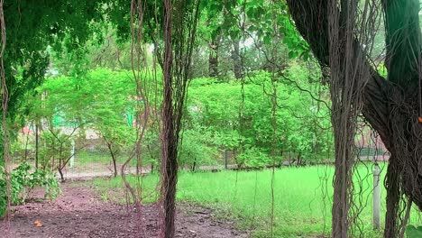 Vista-Panorámica-De-Cerca-De-Las-Raíces-Colgantes-De-Una-Planta-De-Banyan-En-Un-Jardín-Sin-Ninguna-Persona-Alrededor-Durante-El-Día