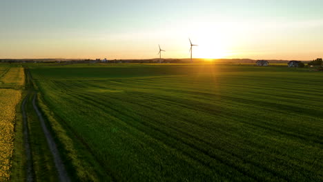 Campos-De-Colza-Iluminados-Durante-La-Puesta-De-Sol.