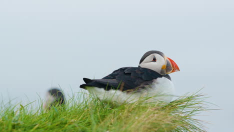 Cute-Puffin-Resting-in-Soft-Green-Grass,-Soft-Focus-Slow-Motion-STATIC