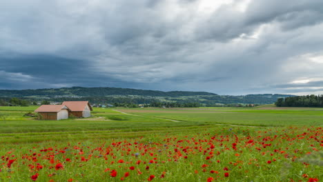 Aufziehender-Sturm-Auf-Einer-Roten-Blumenwiese-Bei-Sonnenuntergang-Mit-Stürmischen-Wolken-In-Der-Schweiz