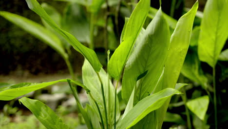 Araru-or-Arrowroot-Plant