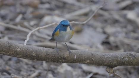 Fulchoki-Godawori-En-Katmandú-Es-El-Hogar-De-Aves-Raras-De-Nepal