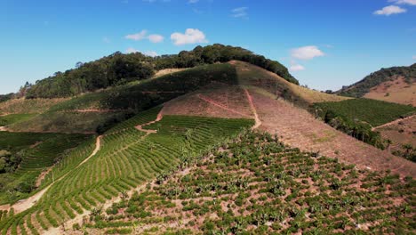 Hügelige-Kaffeeplantage-In-Espírito-Santo,-Brasilien,-Luftaufnahme