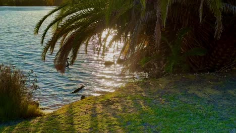 Cisnes-Negros-Nadando-Bajo-Una-Palmera-Bajo-La-Luz-Dorada-Del-Sol-En-El-Río-Swan-En-Perth