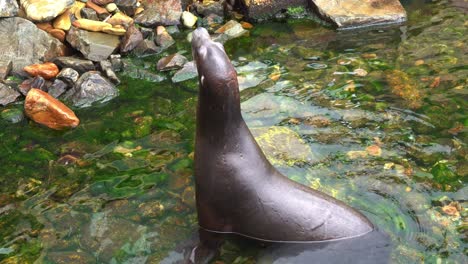 A-sea-lion-or-fur-seal-standing-in-a-rocky,-shallow-water-environment,-looking-and-wondering-around-the-surroundings,-close-up-shot