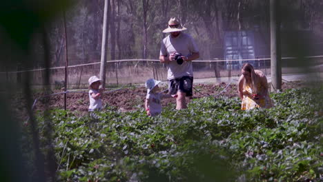 A-family-enjoys-a-sunny-day-picking-strawberries-in-the-Australian-outback