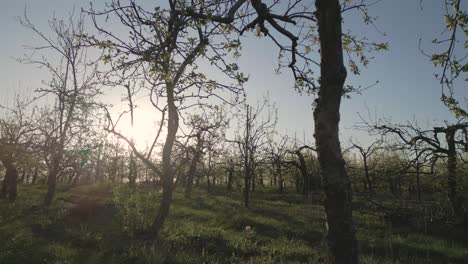 Low-aerial-pullback-at-sunrise-between-apple-orchard-trees-in-bloom-in-spring